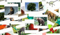 Foto Quiz